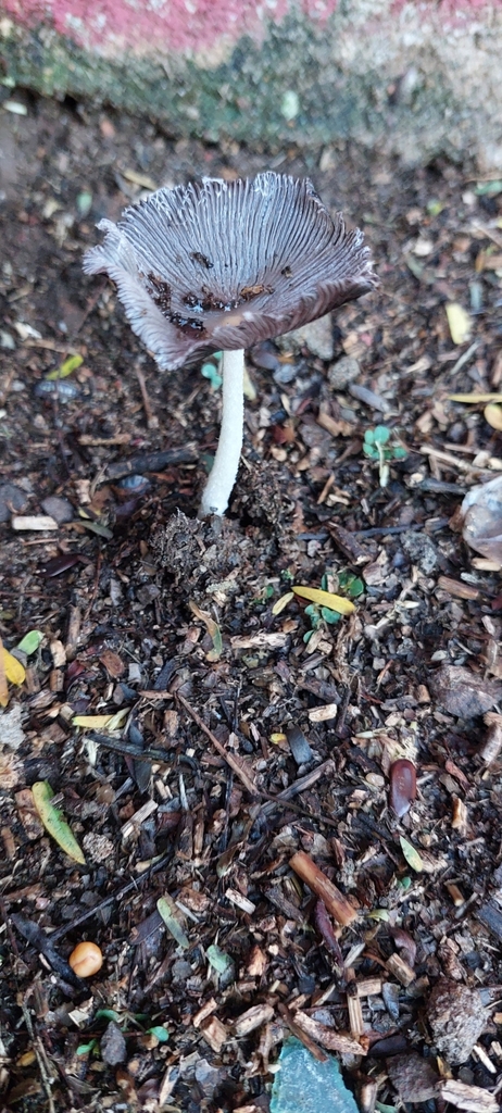 Coprinopsis lagopus · October 2024 · photo: © victoriaboaglio (iNaturalist, cc-by)