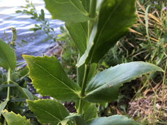 Physostegia correllii