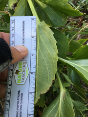 Physostegia correllii