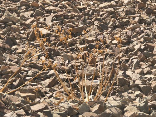Himalayan Green Funnel (Physochlaina praealta)