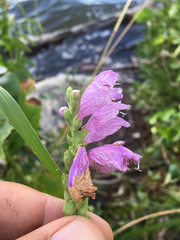 Physostegia correllii