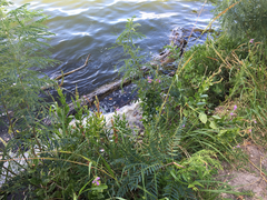 Physostegia correllii