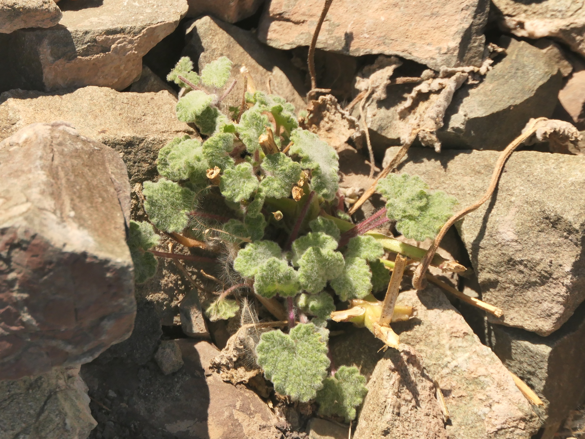 Nepeta floccosa