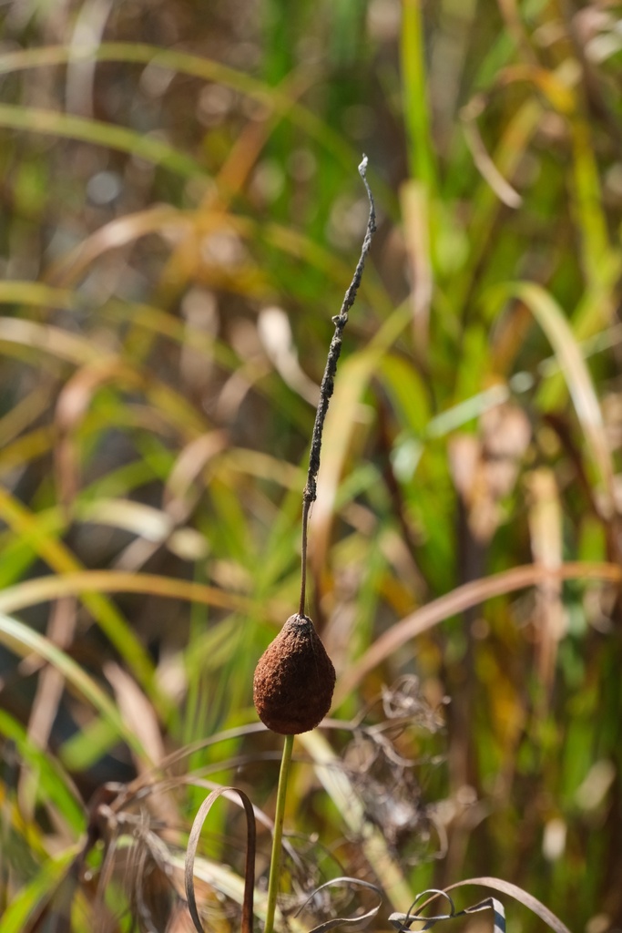 Typha tzvelevii