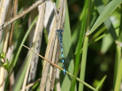 Coenagrion mercuriale