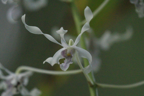 Dendrobium gouldii, photograph 4