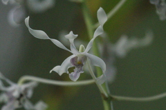 Dendrobium gouldii, photograph author not stated, no rights reserved