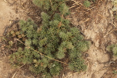 Halocharis hispida