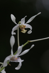 Dendrobium gouldii, photograph author not stated, no rights reserved