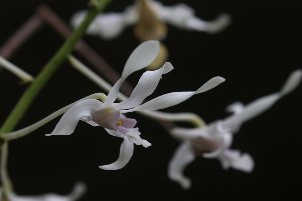 Dendrobium gouldii Rchb.f. 4