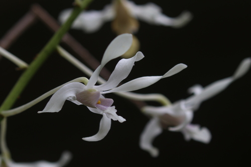 Dendrobium gouldii, photograph 3