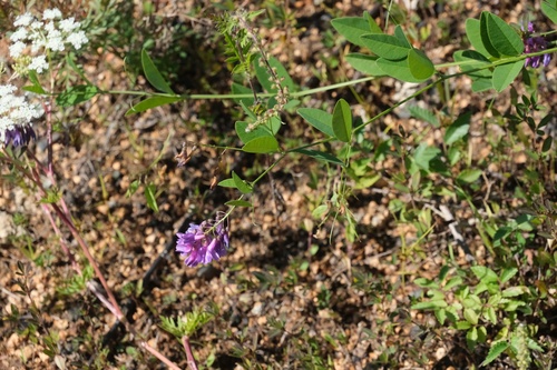 Vicia pseudo-orobus iNat (2)