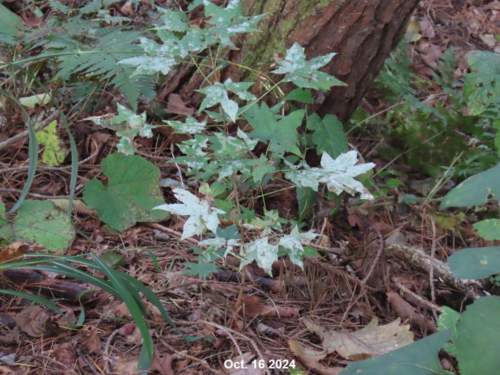 Sawadaea bifida