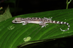 Four-Striped Forest Gecko photo 4