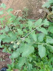 Solanum lycopersicum image