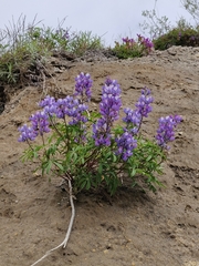Lupinus arcticus