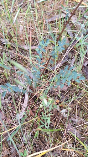 Image of Acaena echinata by no rights reserved