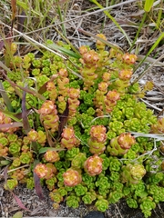 Sedum oreganum tenue