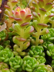Sedum oreganum tenue