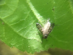 Furia ithacensis