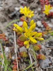 Sedum oreganum tenue