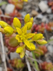 Sedum oreganum tenue