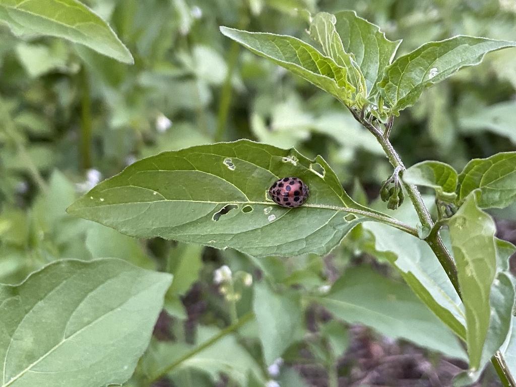 Hadha Insect Hadda Beetle from 本州, いなべ市, 三重県, JP on October 14, 2024 at 05:10 PM by ...