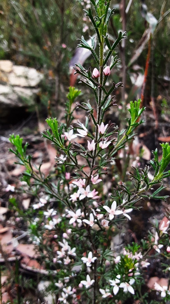 Sticky Boronia from Dargan, NSW 2786, Australia on October 16, 2024 at ...