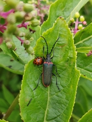 Desmocerus aureipennis