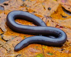 Larut Hills Caecilian photo 1