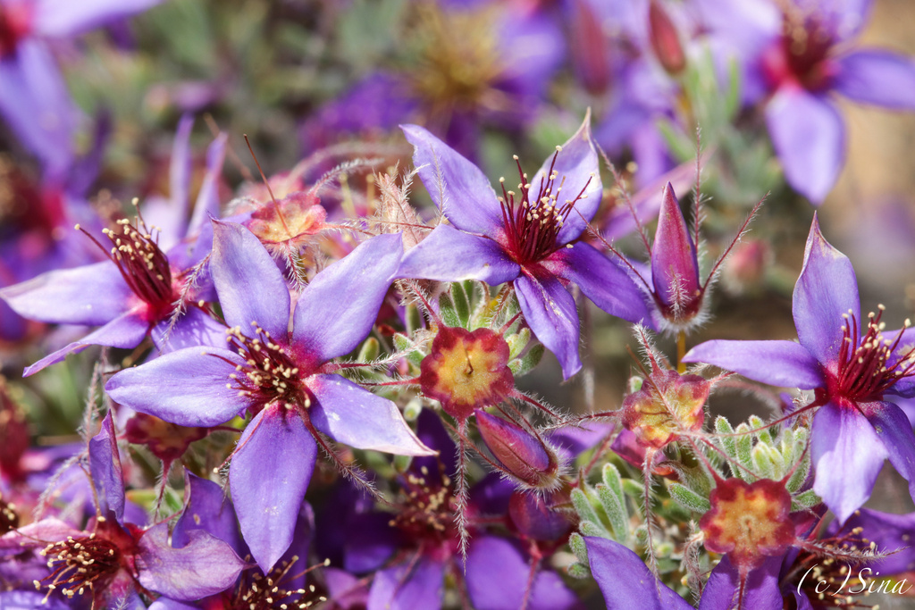 Calytrix plumulosa