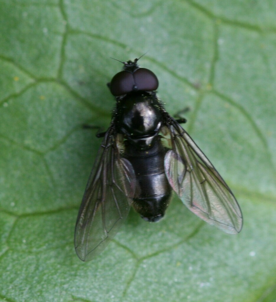 Cheilosia antiqua