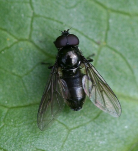 Cheilosia antiqua