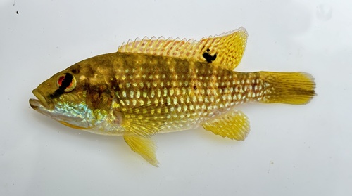 Balon's tilapia (Tilapia baloni) — Cichlidae — 2