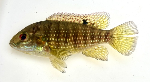 Balon's tilapia (Tilapia baloni) — Cichlidae — 4