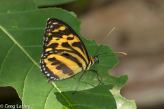 Tithorea harmonia megara