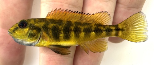 Kalungwishi orthochromis (Orthochromis kalungwishiensis) — Cichlidae