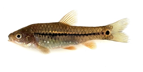 Dwarf barb (Enteromius brevidorsalis) — Cyprinidae