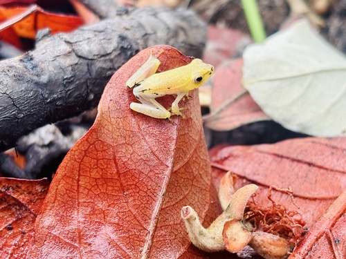 Pointed Long Reed Frog