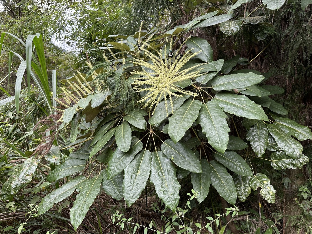 Heptapleurum delavayi (Heptapleurum delavayi)