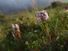 Erica vagans