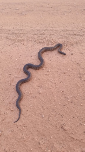 Black-headed Python sighting
