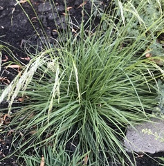 Festuca californica
