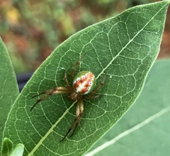 Araneus gadus
