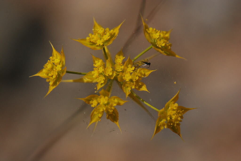 Bupleurum greuteri