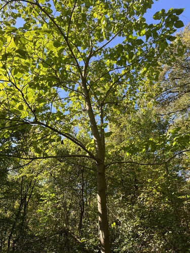 Paulownia tomentosa