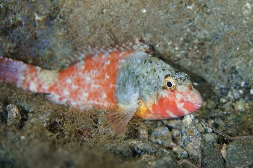 Photo of Mediterranean parrotfish (Sparisoma cretense)