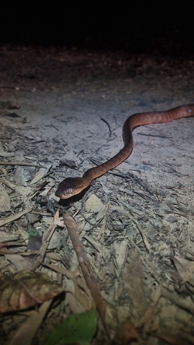 Brown Tree Snake sighting