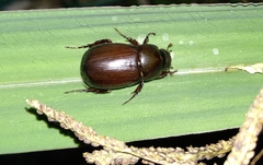 Dyscinetus laevipunctatus