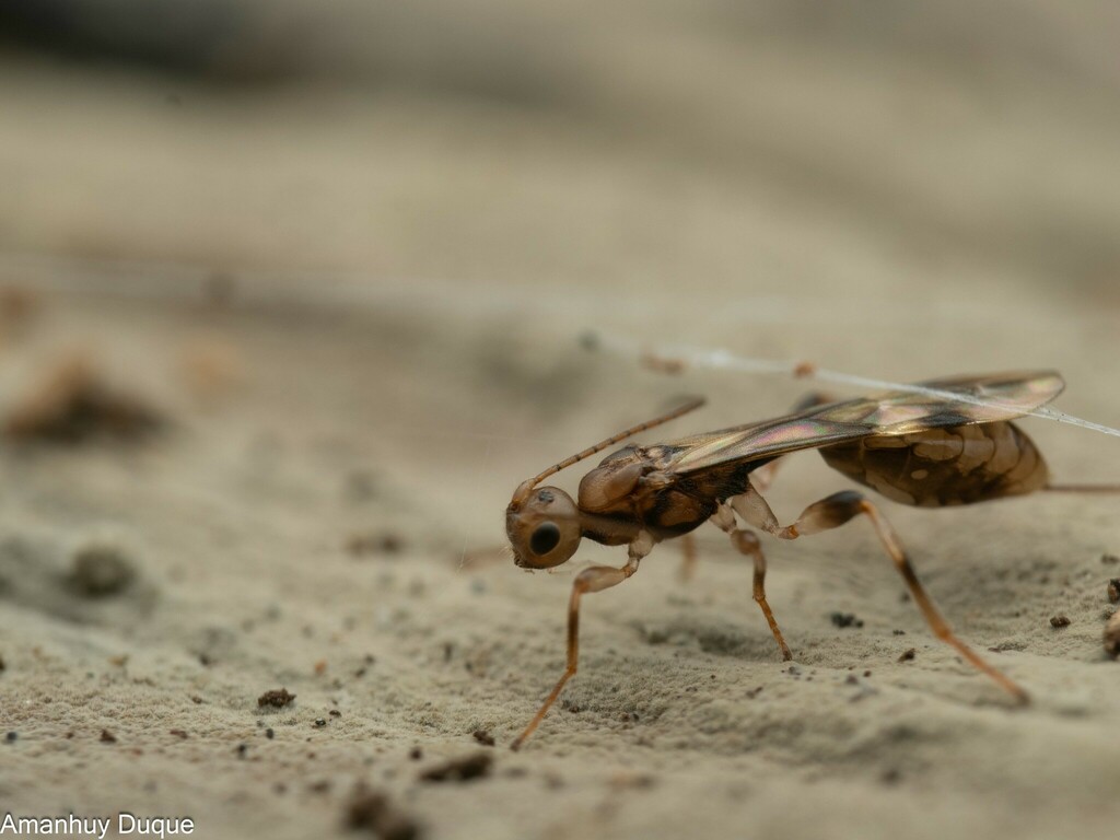 Spathius moderabilis